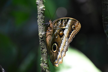 Mariposa azul