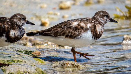 Cute tropical birds searching food on a sandy beach of Riviera Maya, Mexico.