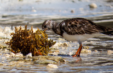 A cute tropical bird searching in a ball of algae on a sandy beach of Riviera Maya, Mexico.