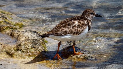 Cute tropical bird searching on the shore of a sandy beach of Riviera Maya, Mexico.