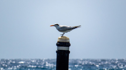 Cute seagull in front of the horizon standing on a pole sticking out of the water.