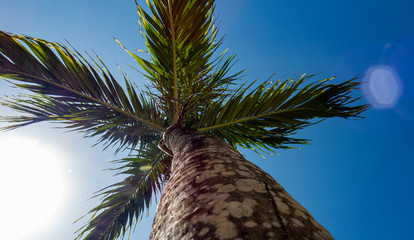 Tropical Vibe: Bright sunny day over a tall palm tree from Riviera Maya, Mexico.