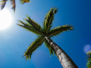 Healthy isolated palm tree top from below during a beautiful sunny day in Riviera Maya, Mexico.