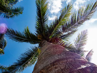 Healthy palm tree from below with a bright blue sky during a beautiful day in Riviera Maya, Mexico.