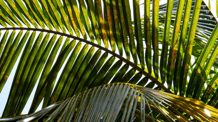 The bright sunlight of Riviera Maya, Mexico in big green tropical leaves.