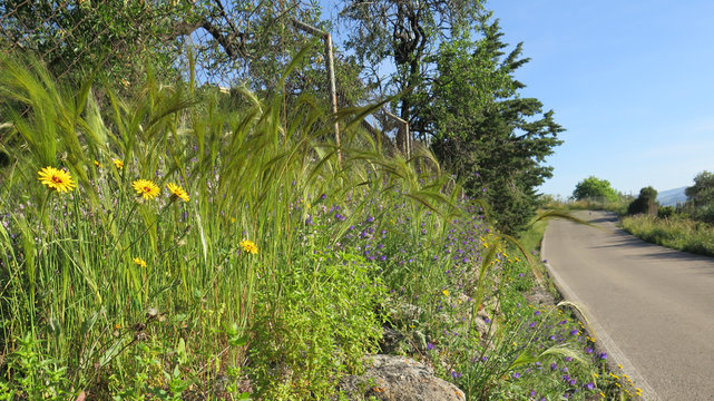 Plants on roadside verge