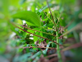 Tapioka plant with water drops