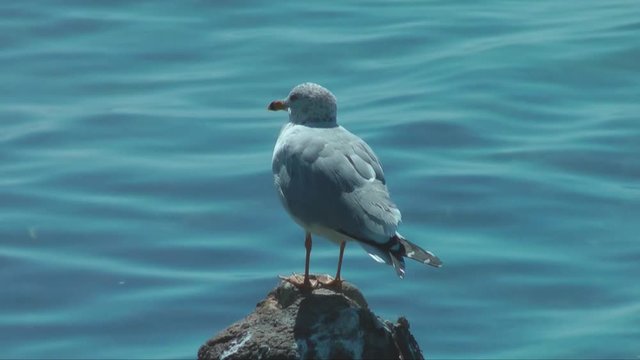 A Seagull relaxing on a post in the ocean near Mallory Square, Key West, Florida.