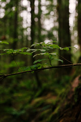 Obraz premium green leaves in the forest