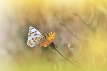 Beautiful Golden Nature Background.Floral Art Design.Macro Photography.Abstract Pastel Landscape with Copy Space.Butterfly and Field.Summer Butterfly on a Flower.Creative Artistic Wallpaper.Yellow.