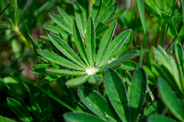 Close Up of Lupin