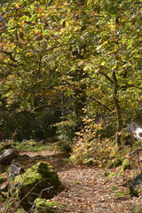 Traumschleife Kirschweiler Festung im Nationalpark Hunsrück-Hochwald