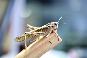 grasshopper on the ground