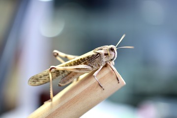 close up of a grasshopper