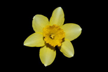 yellow flower isolated on black background