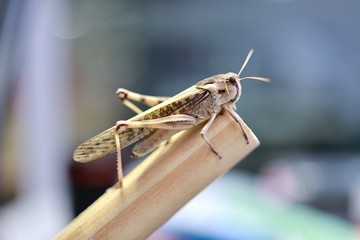 close up of a grasshopper