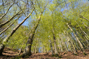 Traumschleife Kirschweiler Festung im Nationalpark Hunsrück-Hochwald