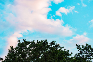 La naturaleza 