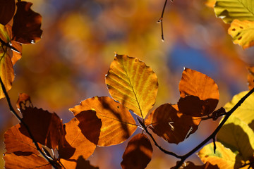 Buchenlaub im Herbst