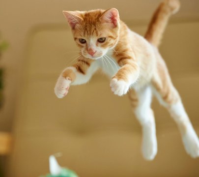 Low Angle View Of Cats Jumping At Home