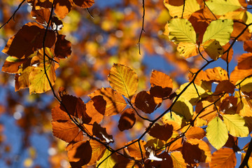 Buchenlaub im Herbst