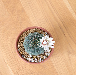 Fototapeta na wymiar Beautiful cactus in pot put on wood table with Stay home.
