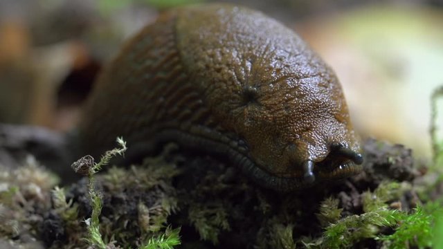 Close-up lockdown shot of mollusc on small plants in forest - Steigerwald, Germany