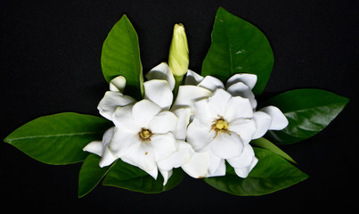 White gardenia flowers and green leaves arranged on a black background.