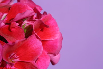 Pink pelargonium called also geraniums or storksbills in bloom macro close up on violet background