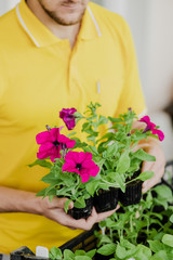 Man in yellow clothes takes seedlings with petunia flowers to plant them. Close-up vertical shot. Spring season. Preparation for the summer season. Gardening and plant growing concept. Small pot.