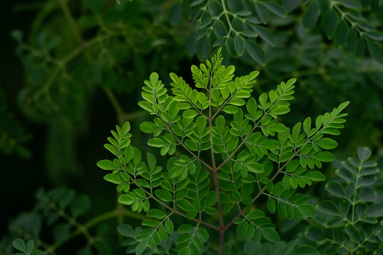 green leaves of Moringa tree