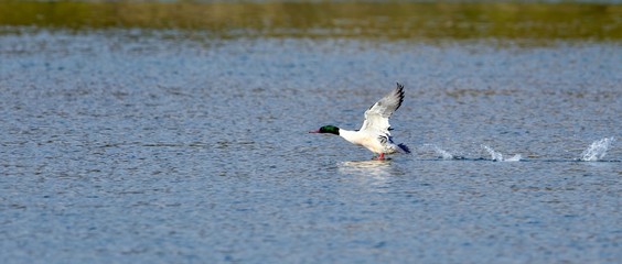 カワアイサ オスの離水シーン