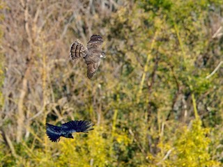 オオタカとカラスのバトルシーン