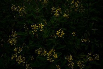 yellow fowers and green leaves