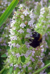 Bourdon et fleurs de thym
