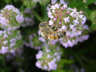 Abeille et fleurs de thym