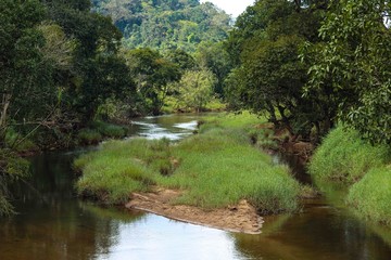 river in the forest