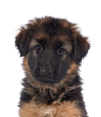 puppy german shepherd