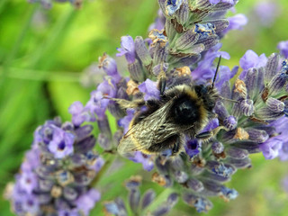 Bourdon noir et lavande