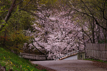 日本の春の公園 夕暮れの池のほとりに咲く桜と夕焼け空のリフレクション Wall Mural Satoru