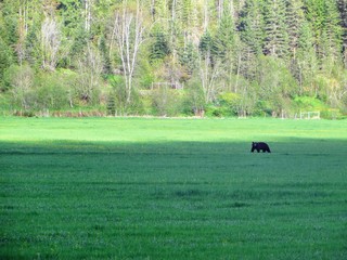 A faraway view of a black bear roaming around in a farmers field during a beautiful summer evening...