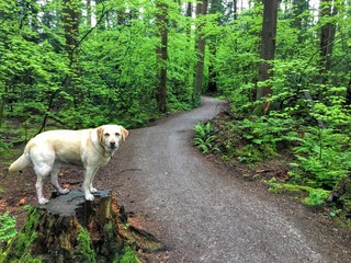 A rainy trail in the forest with a yellow lab dog, in pacific spirit regional park, Vancouver, British Columbia, Canada. © christopher