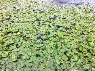 a full view of many lilly pads or water lillies floating on the surface of a pond.