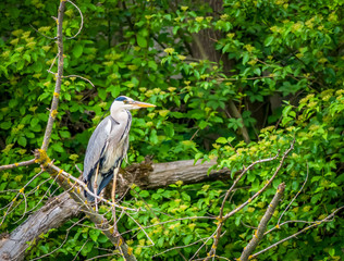 Grey Heron sitting on a branch surrounded by green vegetation.