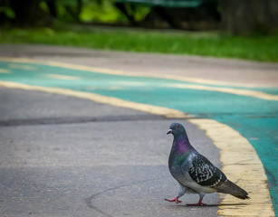 Feral pigeon (Columba livia domestica) walking on the pavement. city dove on an alley in the park.