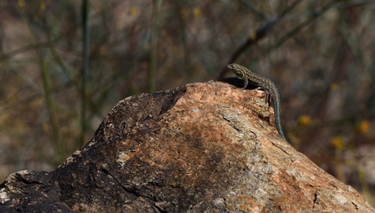 side blotched lizard