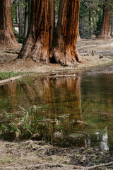 Sequoia Reflection