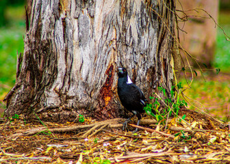magpie and a tree