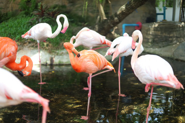 flamingos at the zoo in thailand