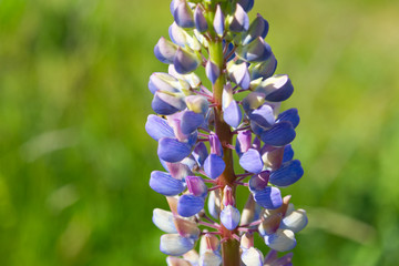 wild flower with blue color petals